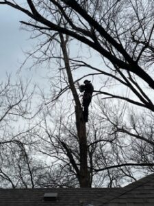 Tree Trimming services, Tree services
