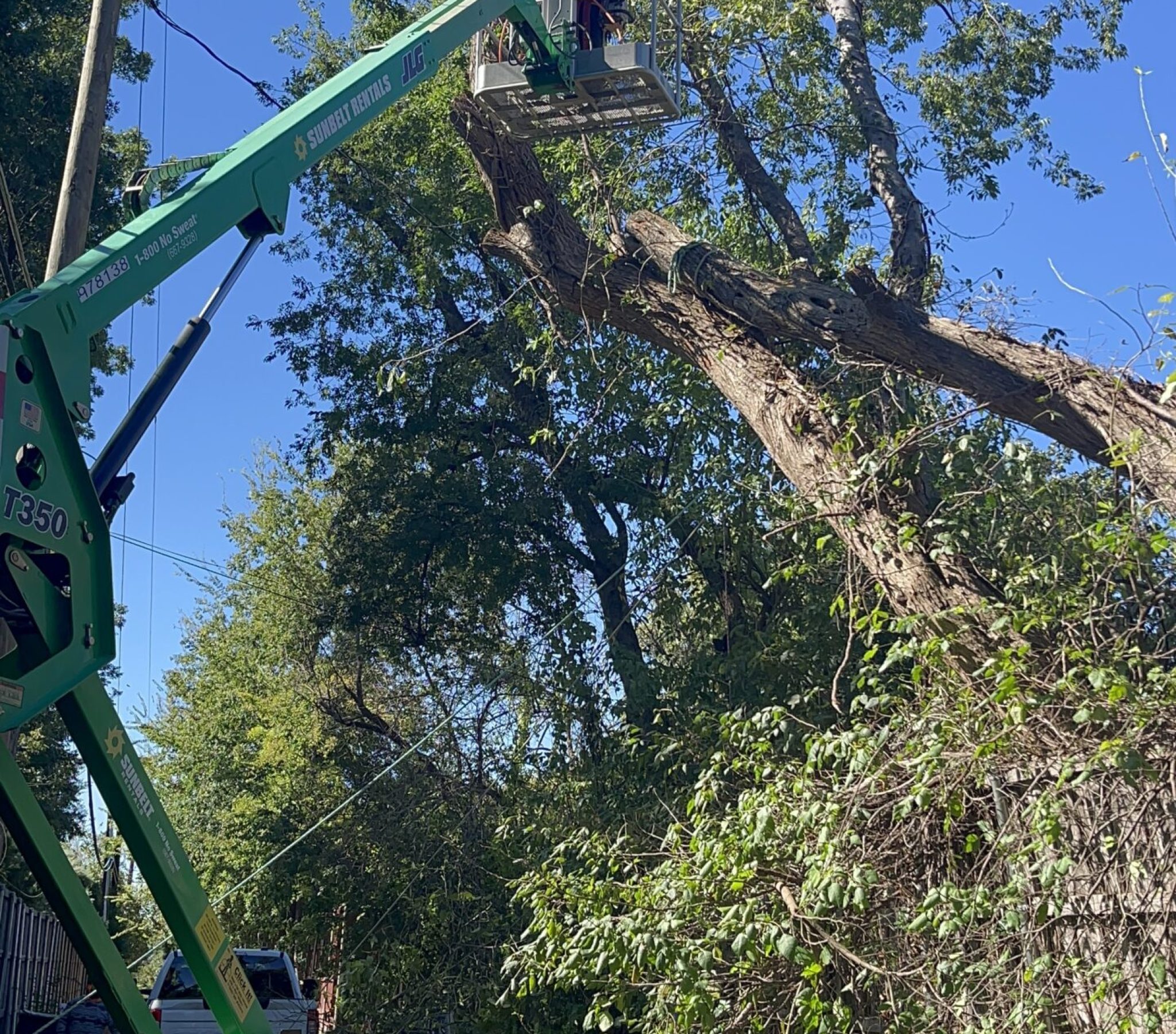 Commercial Tree Services in Texas